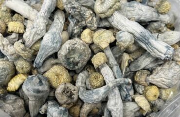 Yeti Psilocybin Cubensis Strain (Fire Sale!!)