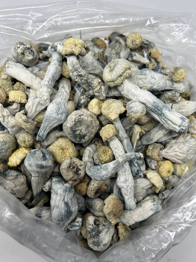 Yeti Psilocybin Cubensis Strain (Fire Sale!!)