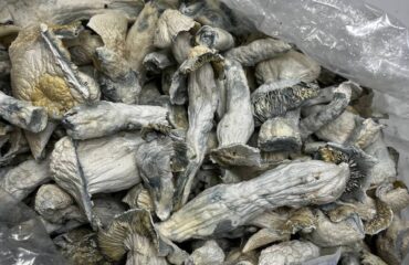 White Apes